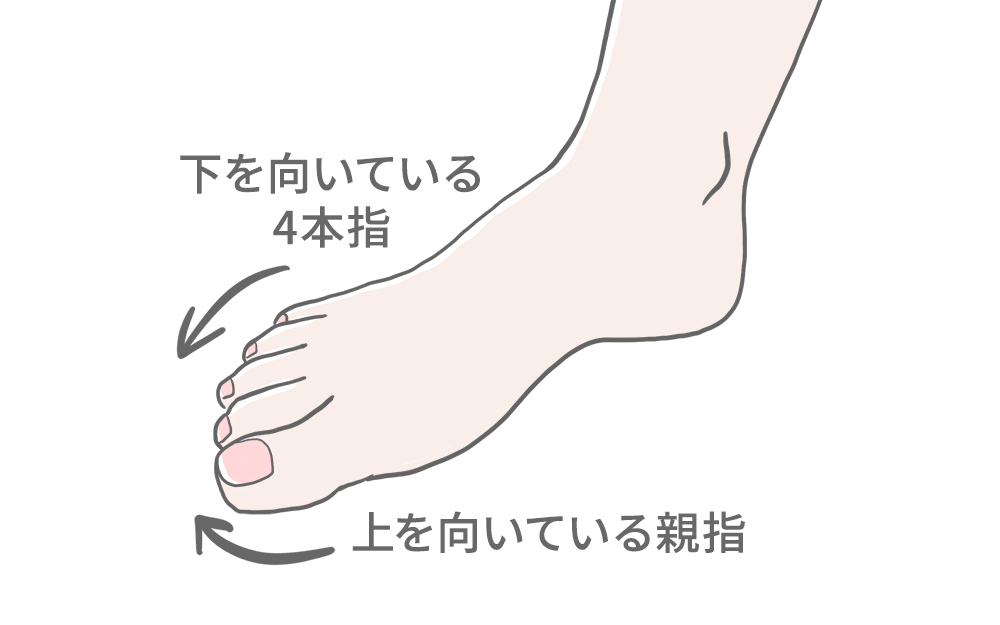 足の指についてのイラスト